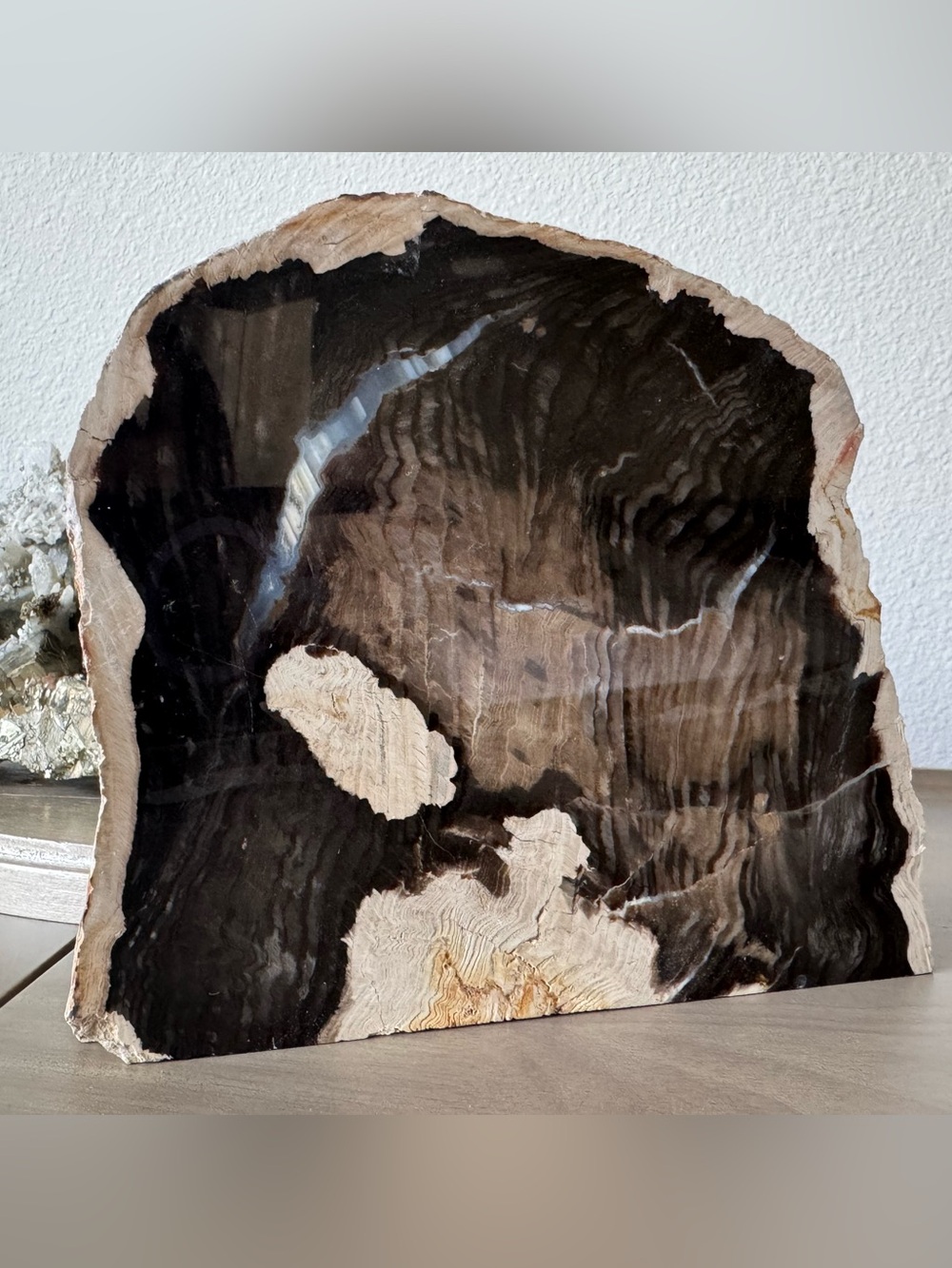 Deschutes Petrified Wood Slab